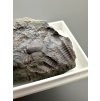 Trilobite Ellipsocephalus hoffi – Jince, CZ