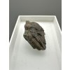 Trilobit Ellipsocephalus hoffi – Jince, CZ
