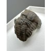 Trilobit Ellipsocephalus hoffi – Jince, ČR