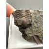Trilobit Ellipsocephalus hoffi – Jince, CZ