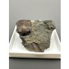 Trilobit Ellipsocephalus hoffi – Jince, CZ
