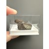 Trilobit Ellipsocephalus hoffi – Jince, CZ