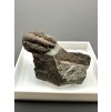 Trilobit Ellipsocephalus hoffi – Jince, CZ
