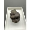 Trilobit Ellipsocephalus hoffi – Jince, ČR