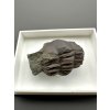 Trilobit Ellipsocephalus hoffi – Jince, CZ