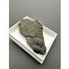 Trilobit Ellipsocephalus hoffi – Jince, ČR