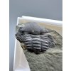 Trilobit Ellipsocephalus hoffi – Jince, ČR