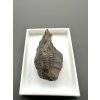Trilobite Ellipsocephalus hoffi – Jince, CZ