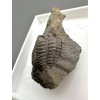 Trilobit Ellipsocephalus hoffi – Jince, CZ