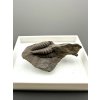 Trilobite Ellipsocephalus hoffi – Jince, CZ