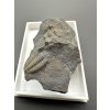 Trilobite Ellipsocephalus hoffi – Jince, CZ
