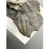 Trilobit Ellipsocephalus hoffi – Jince, ČR
