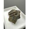 Trilobite Ellipsocephalus hoffi – Jince, CZ