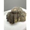 Trilobit Ellipsocephalus hoffi – Jince, CZ