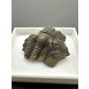 Trilobit Ellipsocephalus hoffi – Jince, CZ