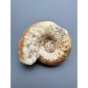 Amonit 5,4cm – Loudun, Poitou, Francie