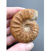 Ammonite 5,4cm – Loudun, Poitou, France