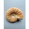 Amonit 5,4cm – Loudun, Poitou, Francie