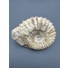 Ammonite – Morocco