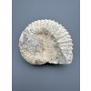 Amonit 12cm – Maroko