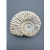 Amonit 12cm – Maroko