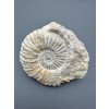 Amonit 11cm – Maroko