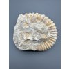 Ammonite 12cm – Morocco