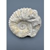 Ammonit 12cm – Marokko