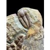 Trilobit Ellipsocephalus hoffi – Jince, ČR