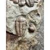 Trilobit Ellipsocephalus hoffi – Jince, CZ