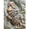 Trilobit Ellipsocephalus hoffi – Jince, ČR