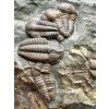Trilobit Ellipsocephalus hoffi – Jince, ČR