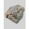 Trilobite Ellipsocephalus hoffi – Jince, CZ