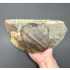 Trilobit Hydrocephalus minor – Jince, CZ