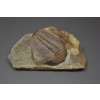 Trilobit Hydrocephalus minor – Jince, CZ