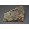 Trilobite Hydrocephalus minor – Jince, CZ