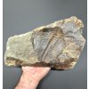Trilobite Hydrocephalus minor – Jince, CZ