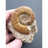 Ammonite – Loudun, Poitou, France