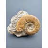 Ammonite – Loudun, Poitou, France