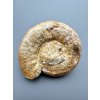 Amonit 6,8cm – Loudun, Poitou, Francie