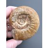 Ammonit 6,8cm – Loudun, Poitou, Frankreich