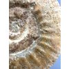 Amonit 6,8cm – Loudun, Poitou, Francie