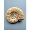 Ammonit 6,8cm – Loudun, Poitou, Frankreich