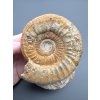 Amonit 10,5cm – Loudun, Poitou, Francie