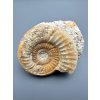 Amonit 10,5cm – Loudun, Poitou, Francie