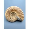 Ammonit 6,2cm – Loudun, Poitou, Frankreich