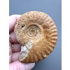 Ammonit 6,2cm – Loudun, Poitou, Frankreich