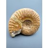 Ammonit 6,2cm – Loudun, Poitou, Frankreich