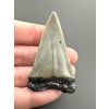 Fossil tooth of a mako shark (Isurus hastalis) 5,2cm – North Carolina, USA