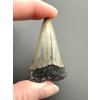 Fossil tooth of a mako shark (Isurus hastalis) 5,2cm – North Carolina, USA